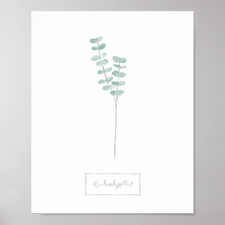 Poster d'Eucalyptus