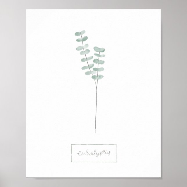 Poster d'Eucalyptus (Devant)