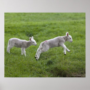 Poster Deux agneaux