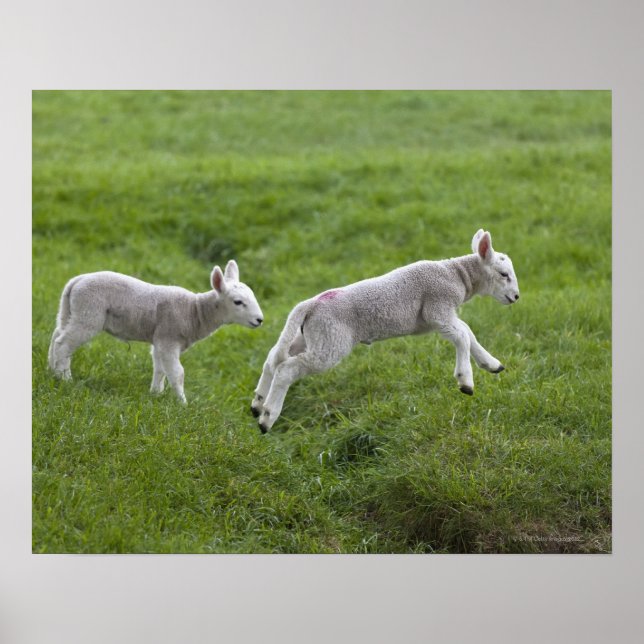 Poster Deux agneaux (Devant)