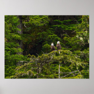 Poster Deux aigles perchés peinturlurés