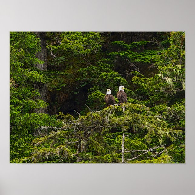 Poster Deux aigles perchés peinturlurés (Devant)