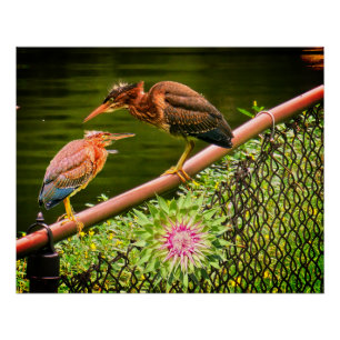 Poster Deux bihoreaux verts