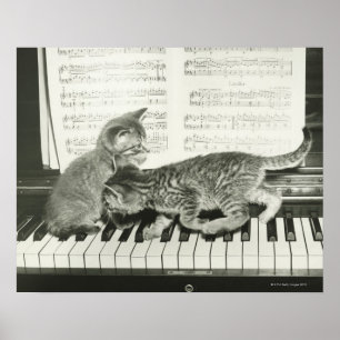 Poster Deux chaton jouant sur le clavier du piano, (B&W)