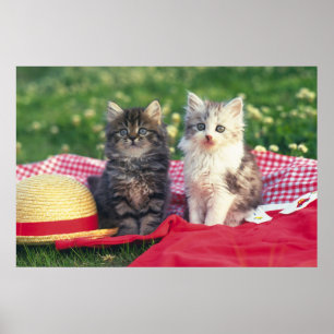 Poster Deux Chatons Assis Sur Une Couverture Rouge