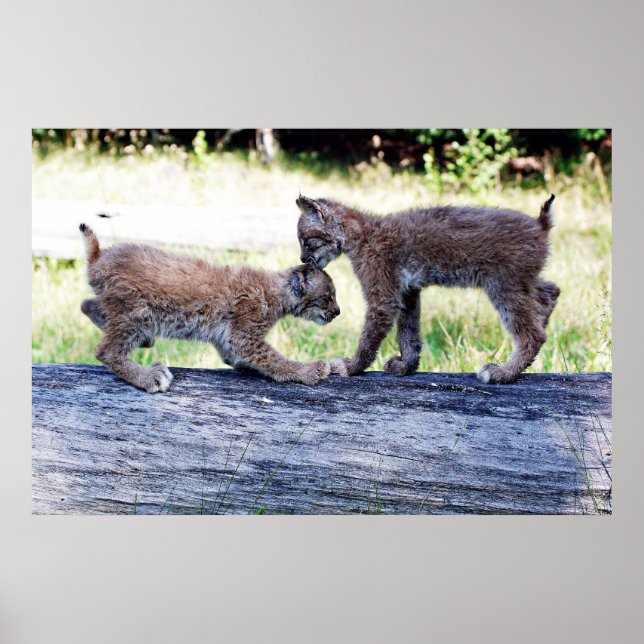 Poster Deux chatons Lynx canadiens jouent sur un journal (Devant)