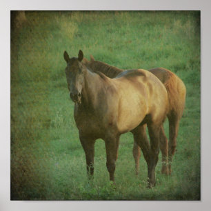 Poster Deux chevaux