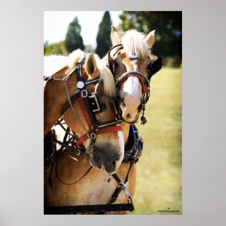 Poster Deux Chevaux Belges