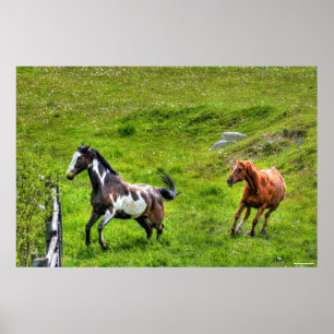 Poster Deux Chevaux Jouer Cheval Ranch Equine Photo