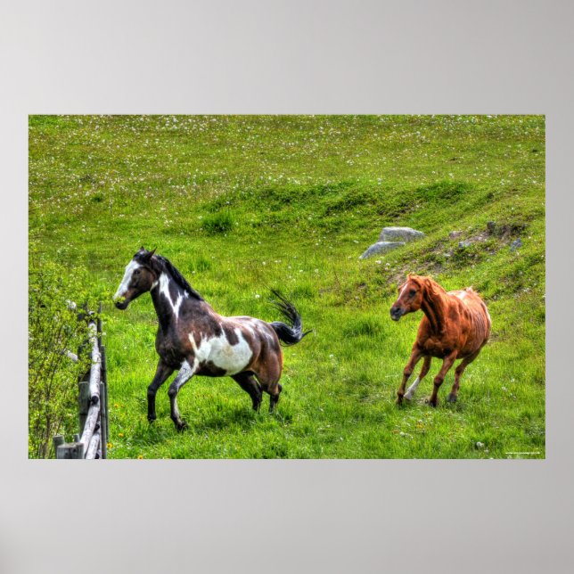 Poster Deux Chevaux Jouer Cheval Ranch Equine Photo (Devant)