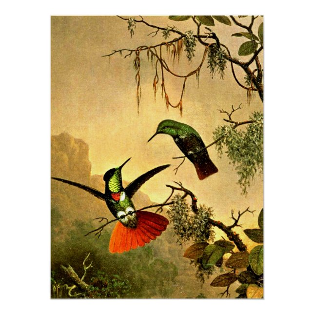 Poster Deux colibris à masque noir, (Devant)