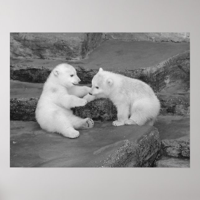 Poster Deux Cubes Ours Polaires (Devant)