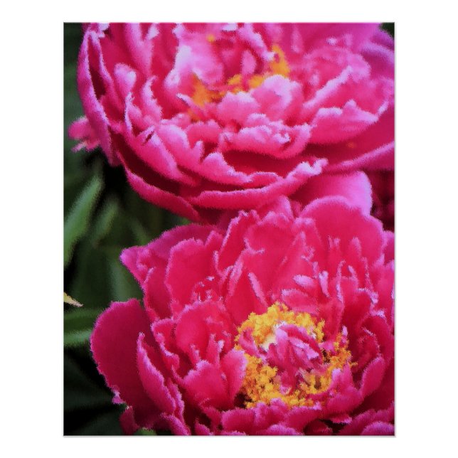 Poster Deux Fuchsia Peony Fleurit Peinture (Devant)
