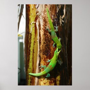 Poster Deux geckos en or Phelsuma Laticauda