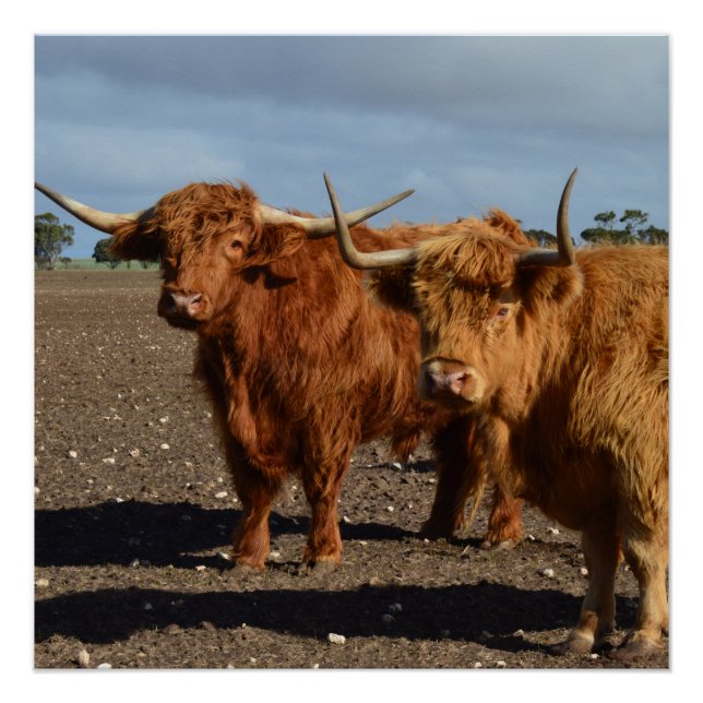 Poster Deux Grandes Vaches Brown, (Devant)