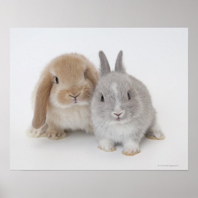 Poster Deux lapins Netherland Dwarf et Holland Lop (Devant)