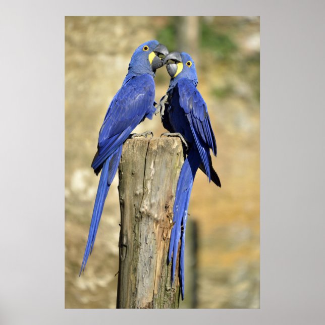 Poster Deux macaws Hyacinth (Devant)