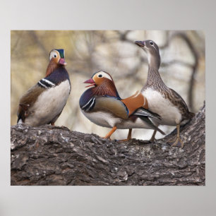 Poster Deux mâles en lice pour un canard mandarin femelle
