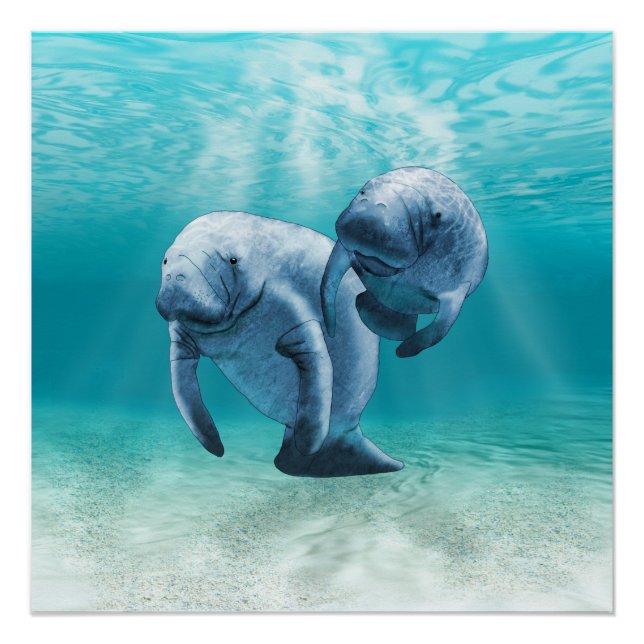 Poster Deux Manatees (Devant)