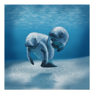 Poster Deux Manatees