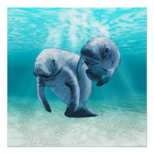 Poster Deux Manatees