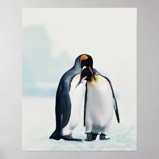 Poster Deux manchots affectueux (Devant)
