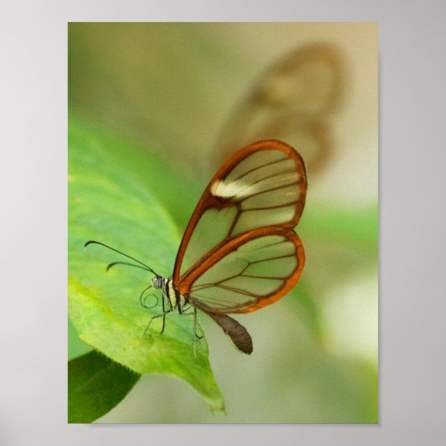 Poster Deux papillons ailés en verre (Devant)