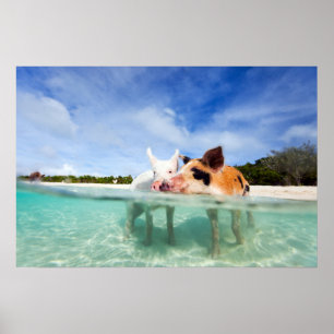 Poster Deux petits porcelets