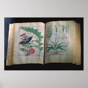 Poster Deux representations de pages roses et ail