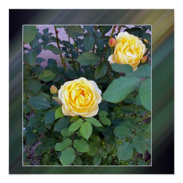 Poster deux roses jaunes (Devant)