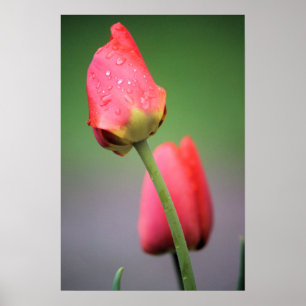 Poster Deux Tulipes Roses