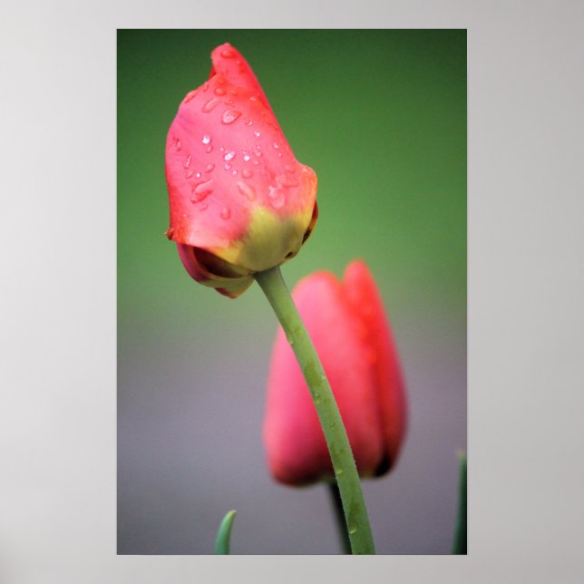 Poster Deux Tulipes Roses (Devant)