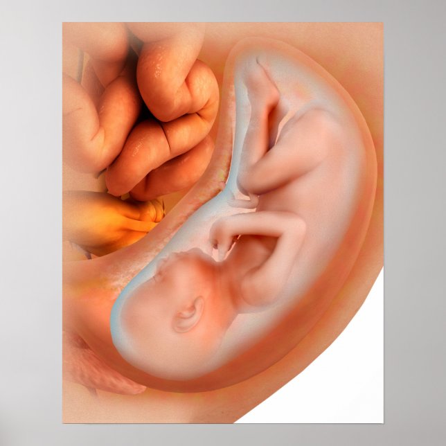 Poster Développement Du Foetus À 36 Semaines (Devant)