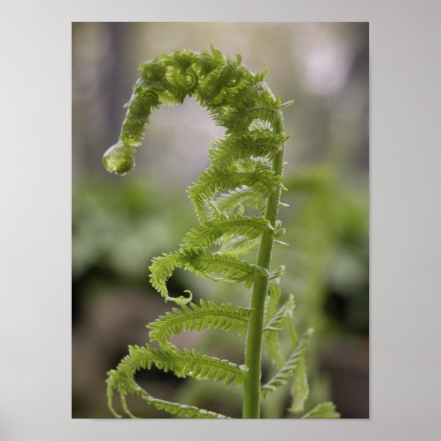 Poster Dew Drop sur Green Fern Frond (Devant)