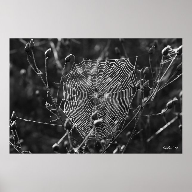 Poster Dewy Morning Web (Devant)