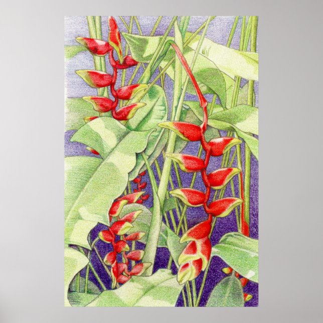 Poster d'Heliconia (Devant)
