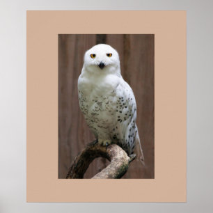 Poster d'hibou