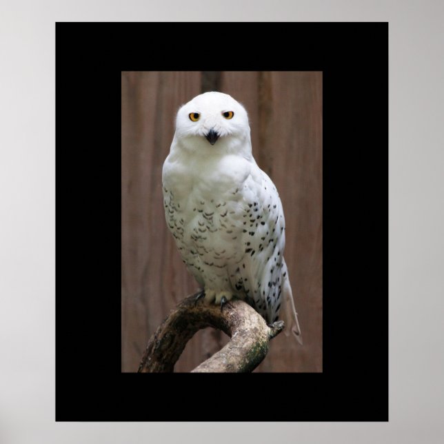 Poster d'hibou (Devant)