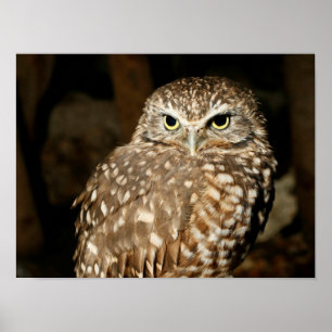 Poster d'hibou