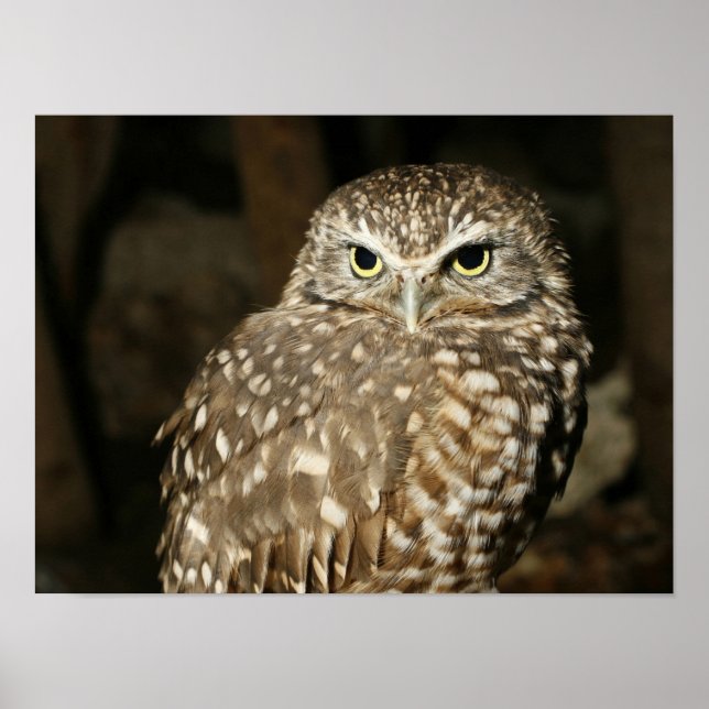 Poster d'hibou (Devant)