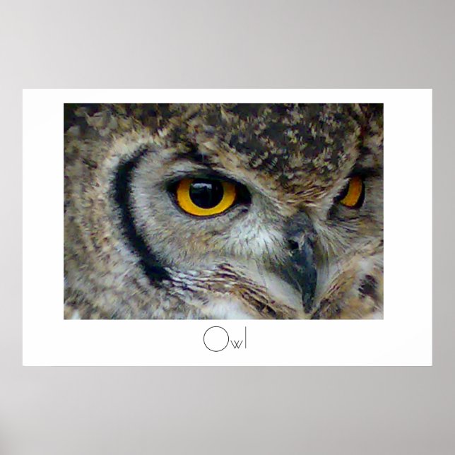 Poster d'hibou (Devant)