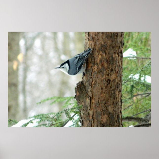 Poster d'hiver Nuthatch à poitrine blanche (Devant)
