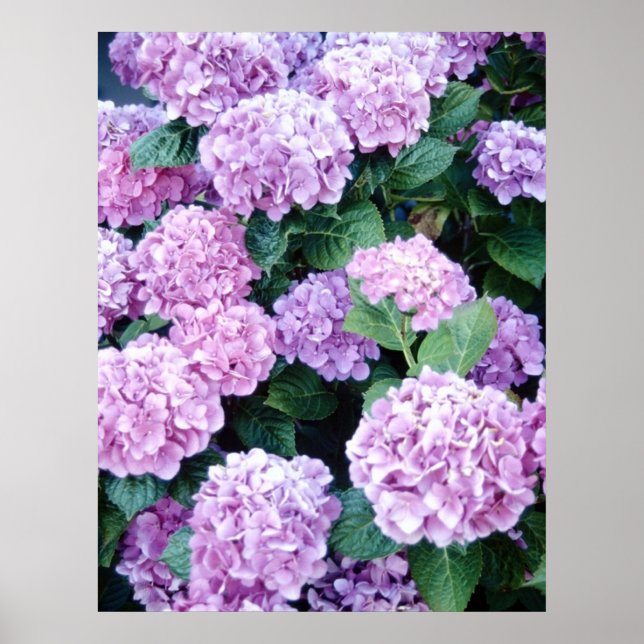 Poster d'Hydrangea (Devant)