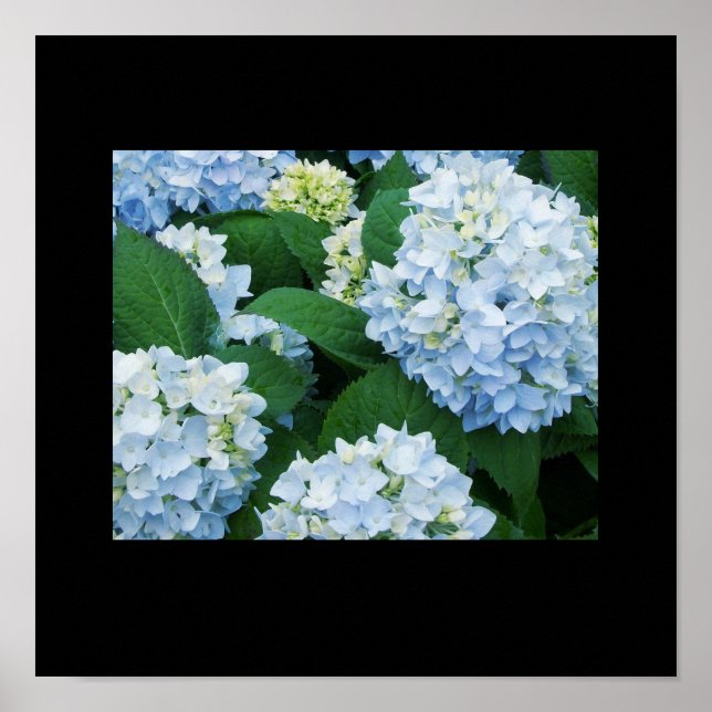 Poster d'Hydrangeas (Devant)