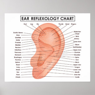 Poster Diagramme 20" de réflexothérapie d'oreille x 16",