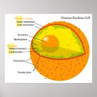 Diagramme biologique d'un noyau cellulaire humain