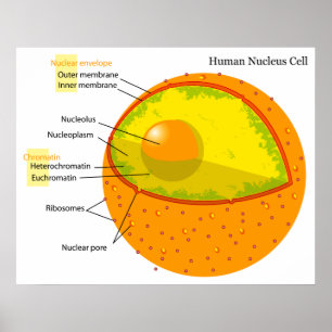 Poster Diagramme biologique d'un noyau cellulaire humain