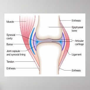Poster Diagramme de base d'une articulation anatomique hu