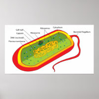 Diagramme de base d'une cellule bactérienne Prokar
