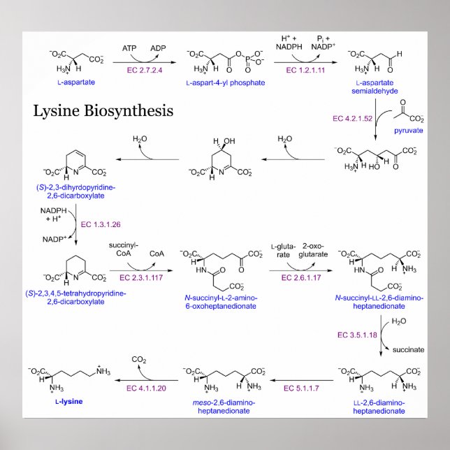 Poster Diagramme de biosynthèse de Lysine (Devant)